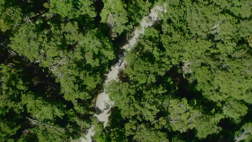A pickup truck drives along a small road that passes through a forested area