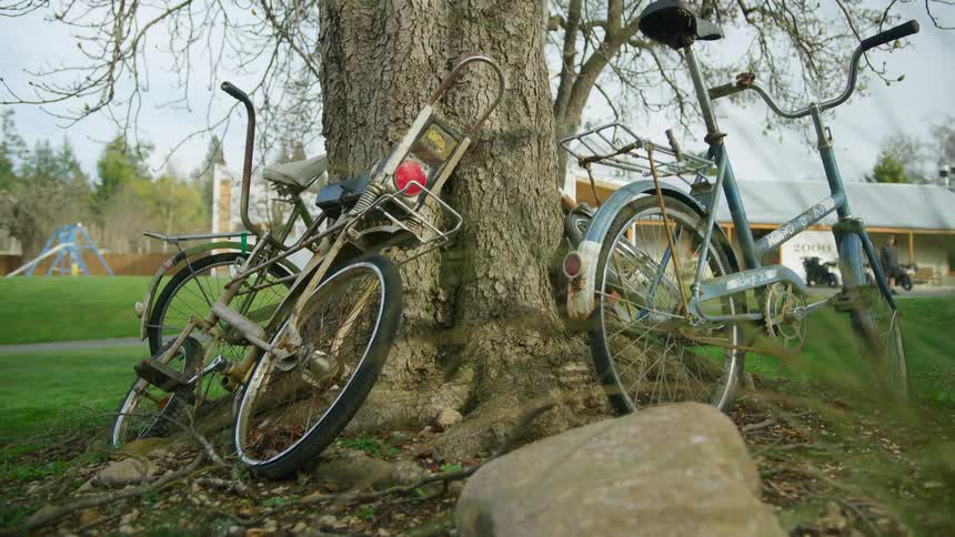 Vintage bicycles are sitting near a tree in a yard