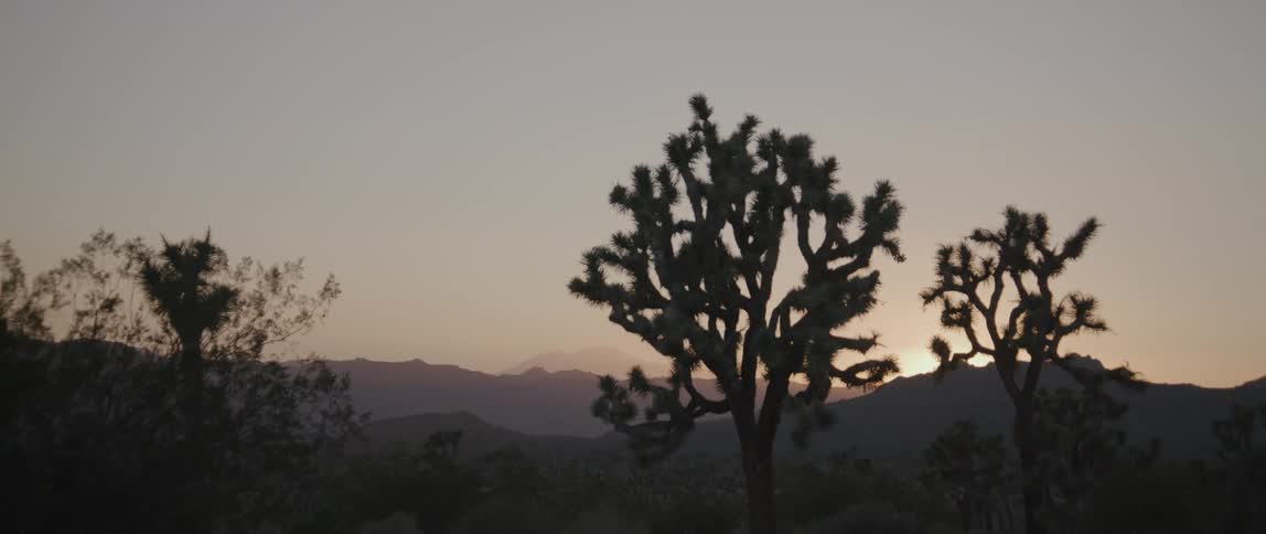 Cactus trees in a desert area at sunset