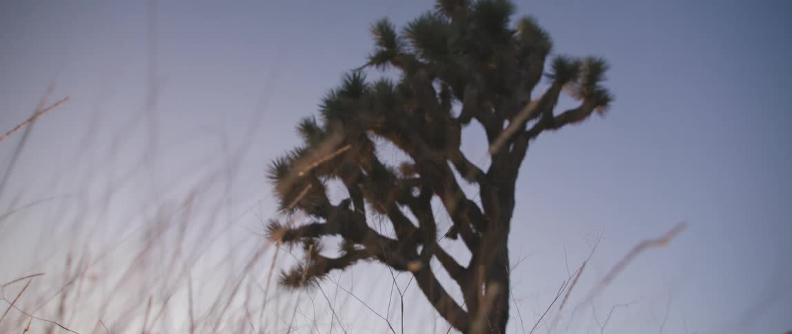 Joshua tree over the yellow grass at evening