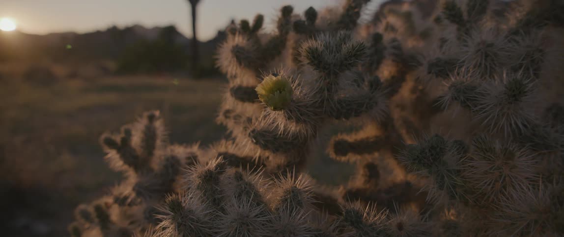 A view of a cactus outdoors in the desert