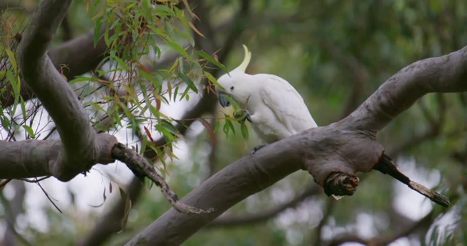 A cockatoo is sitting on a tree branch biting and pulling on the leaves
