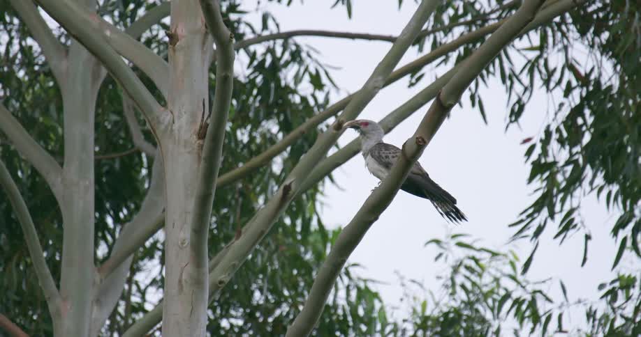 A bird perched on a tree branch outside in the daytime