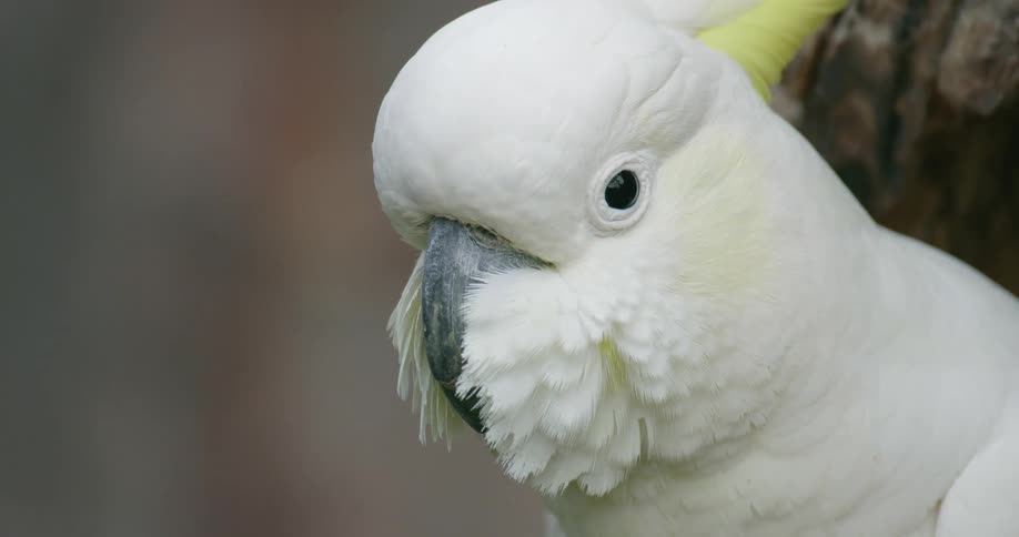 The head of a bird as it sits in front of a tree