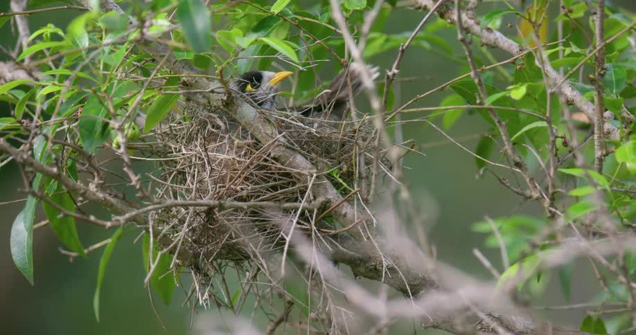 A bird in a nest in a tree with branches and leaves
