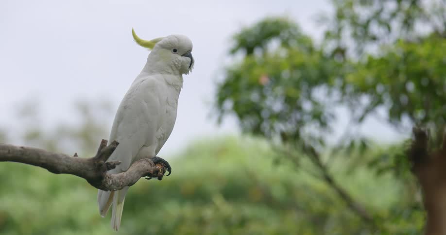 Yellow crested cokatoo standing on the branch of a tree