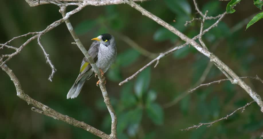 A bird perched on a tree branch and then flying away