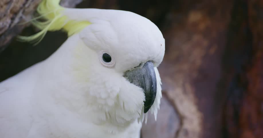 A parrot with a beak and feathers