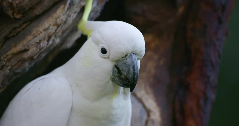 A sulphur crested cockatoo is sitting in a tree looking around