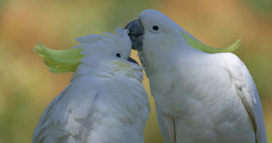Two birds standing by each other outdoors in spring