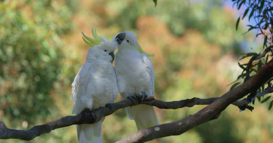 Two sulphur crested cockatoos sitting on a tree branch are being affectionate towards each other