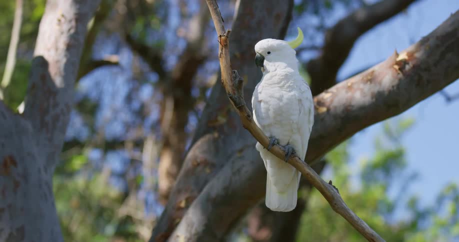 A sulphurcrested cockatoo is sitting in a tree looking around and shaking its head