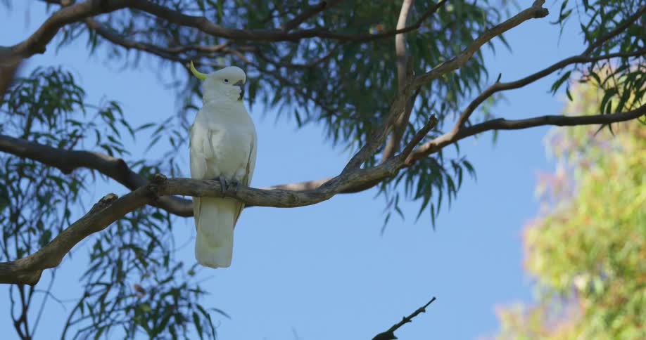 A cockatoo is sitting on a tree branch as the leaves move in the breeze