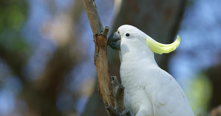 A white parrot is picking bark off of a branch with its beak