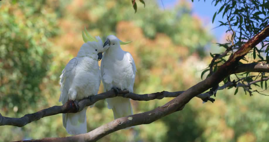 Shot of two birds standing together