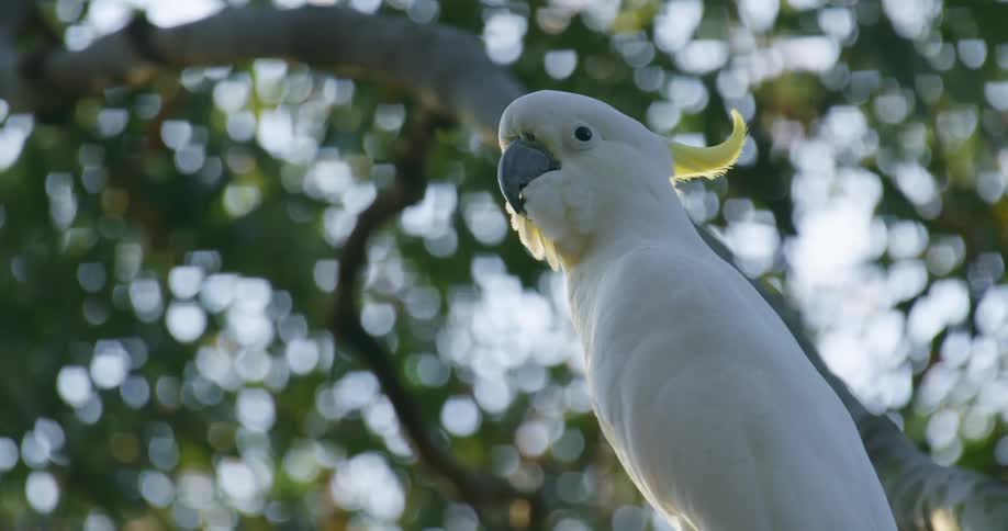 A sulphurcrested cockatoo is sitting in a tree looking around