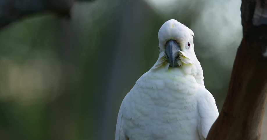 A sulphurcrested cockatoo is sitting in a tree looking around