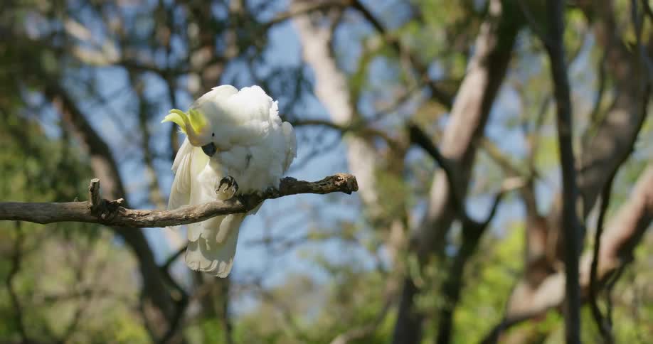 A cockatoo is sitting on a tree branch cleaning itself