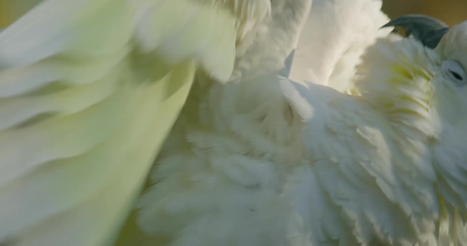 A close up of a bird