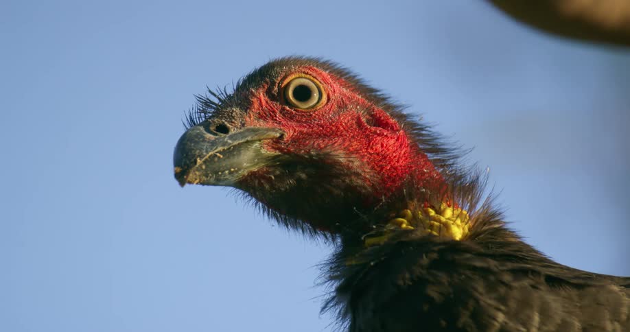 A bird with a beak and feathers with the sky and clouds in the background