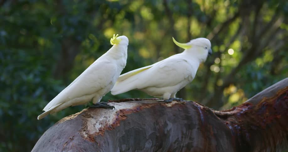 Two birds on a tree in forest hop along the branch