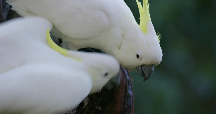 Two birds perched on a tree branch and then flying away