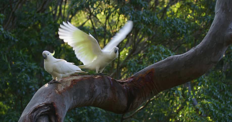 Two cockatoo sit on a large tree branch while one flies over the other