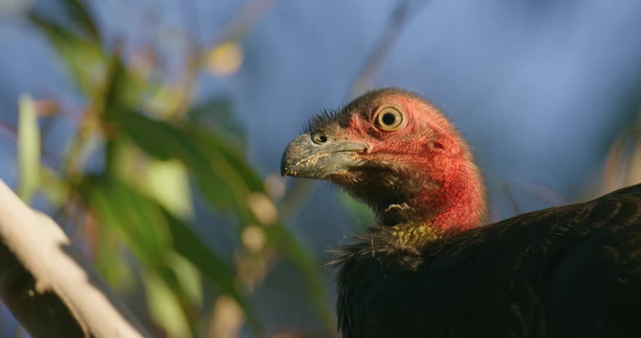 A vulure is sitting in a tree looking around