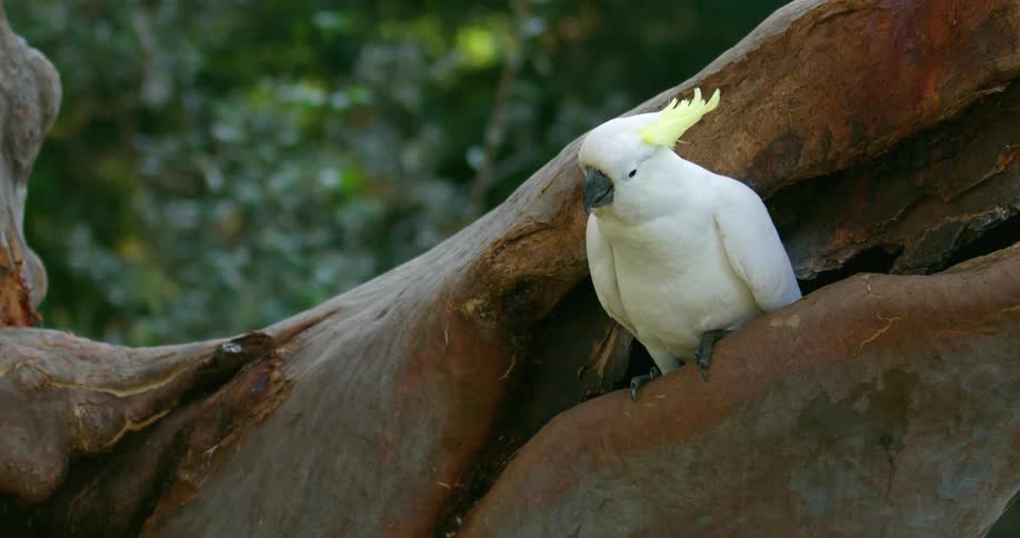 A bird sitting on a tree branch