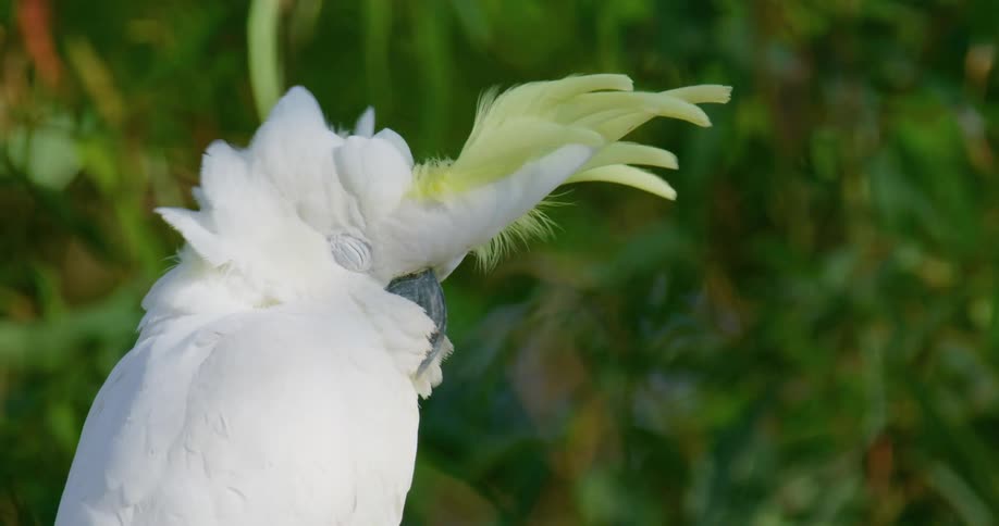 Close up of a yellow crested cockatoo sleeping on a tree branch