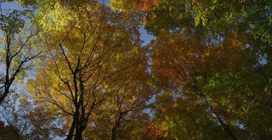 The sky through leaves turning yellow and orange