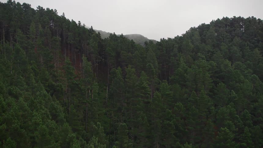A dense forest sits near tall mountains