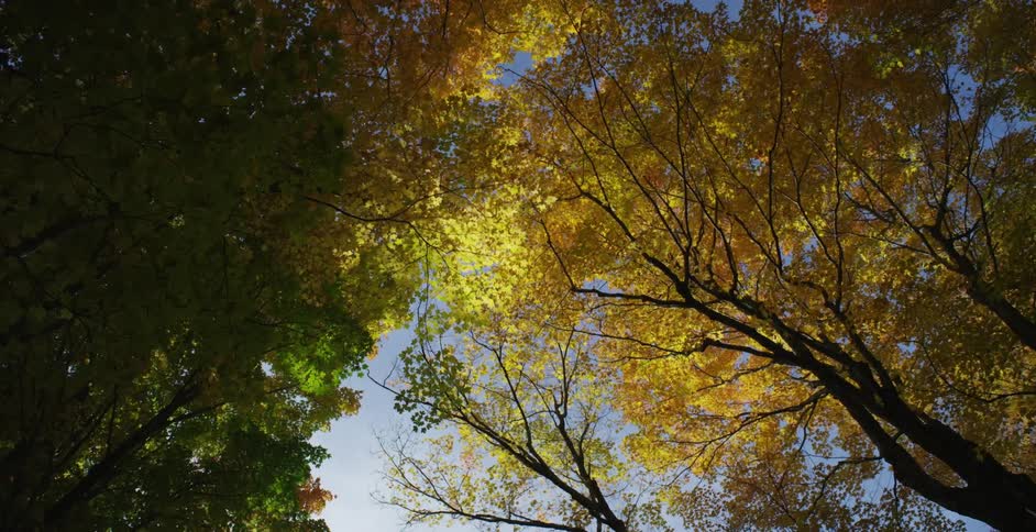 View from below of tree tops with yellow and green leaves