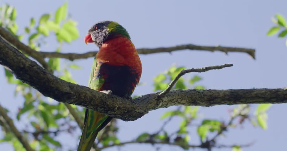 A toucan bird is sitting on a tree branch looking around