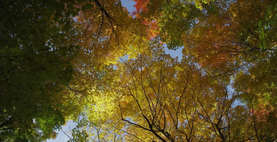 The sky behind yellowed leaves