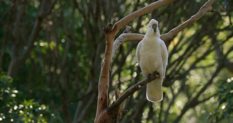 A sulphur crested cockatoo is sitting in a tree looking around and flies away