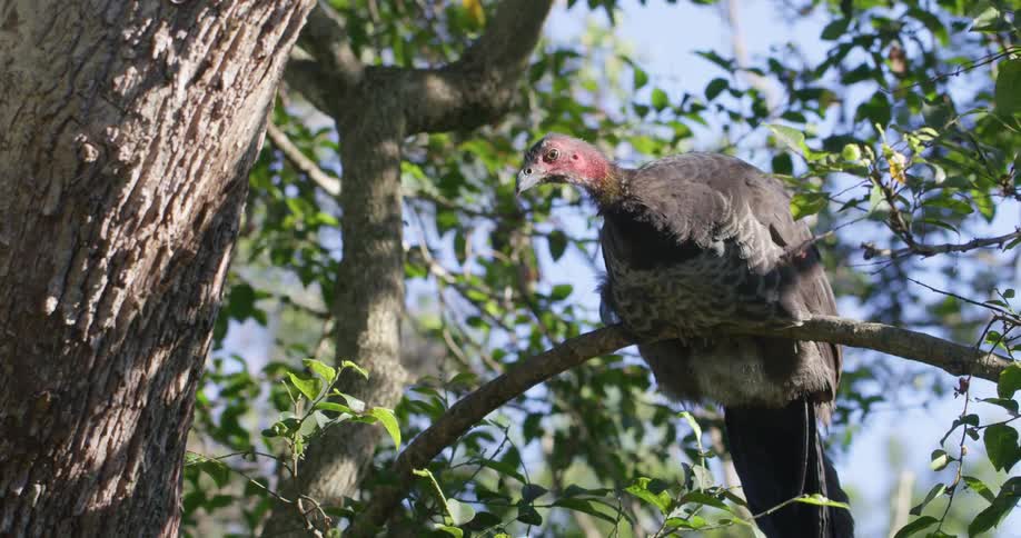 Vulture sits on a tree branch under a blue sky