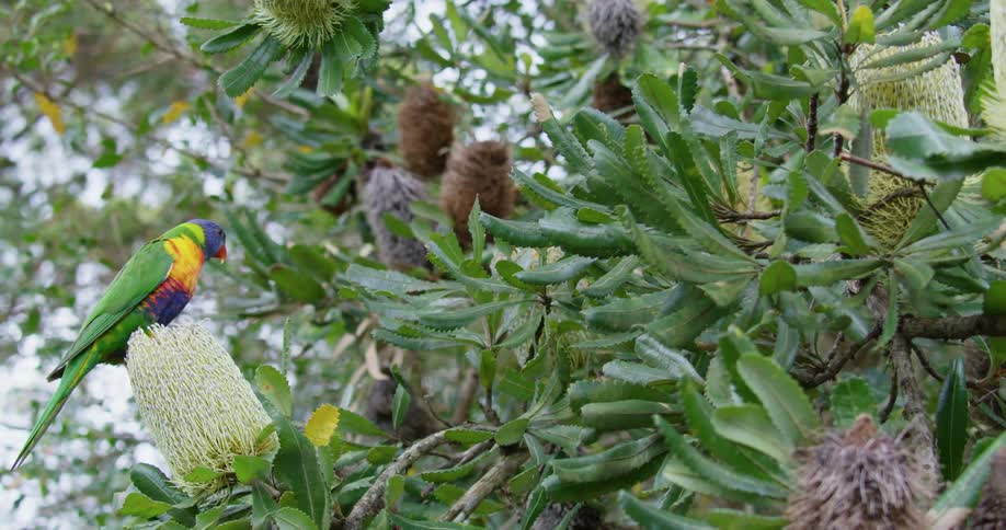 A bird sitting on a plant turns around and flies out of frame