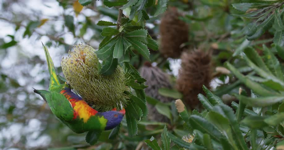 A colorful tropical bird chewing on a tree branch in the daytime