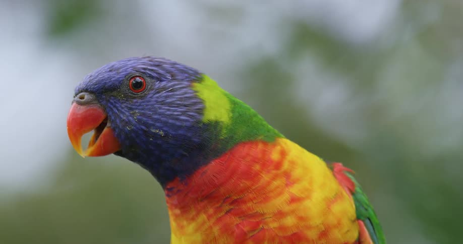 A toucan bird is looking around and moving its beak a lot
