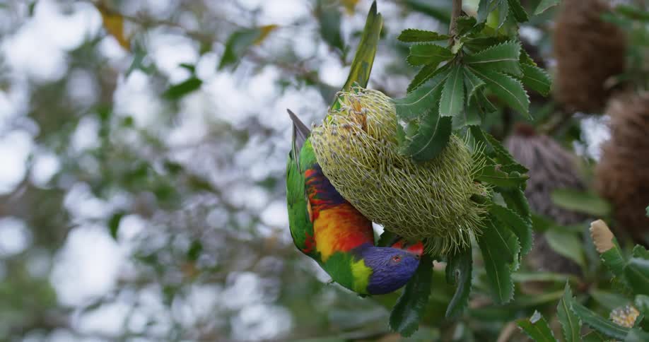 A colorful parrot is nibbling at a hanging fruit with its beak