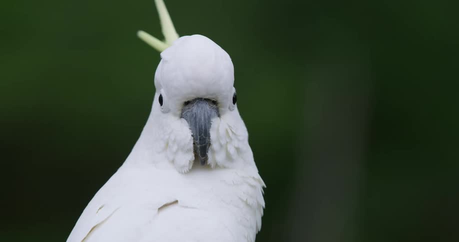 A white cockatoo takes off flying