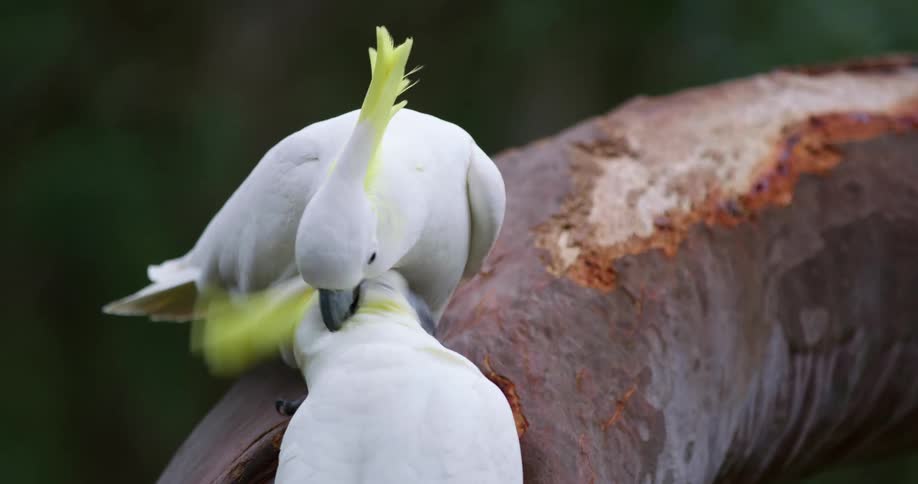 Two birds are biting at each other on the tree