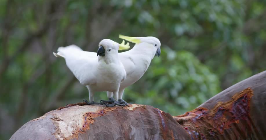 Two cockatoo parrots are standing on a branch and preening each other