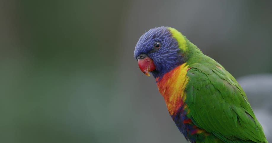 A colorful parrot tilts its head to the side