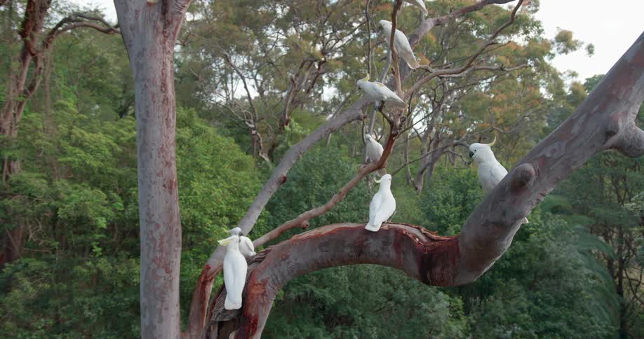 Several white birds are roosting in a barren tree
