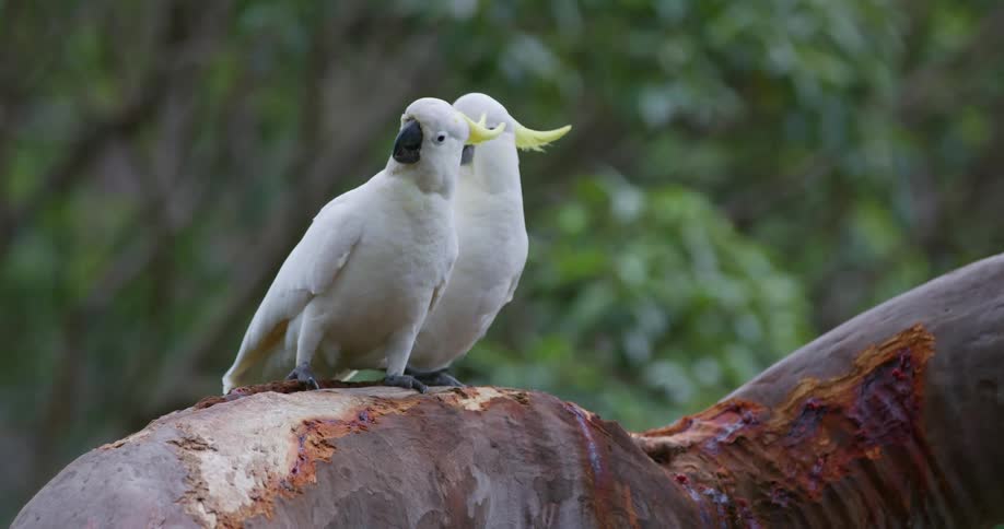 Two parrots on a tree branch flying with branches and leaves in the background