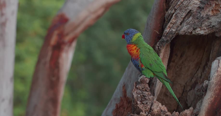 A colorful tropical bird flying from a tree branch