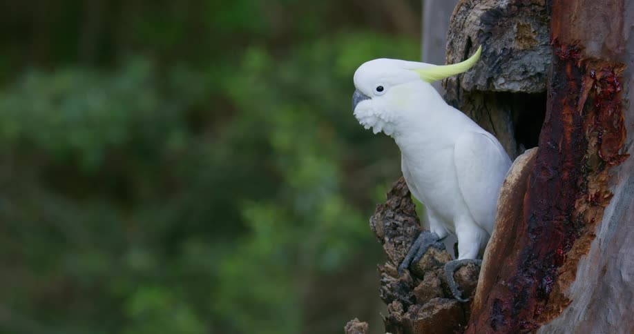 White cockatiel stands perches on edge of hole in tree