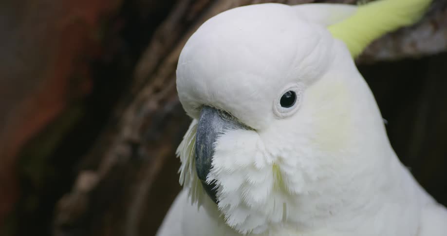 A white and yellow bird sits staring on a perch